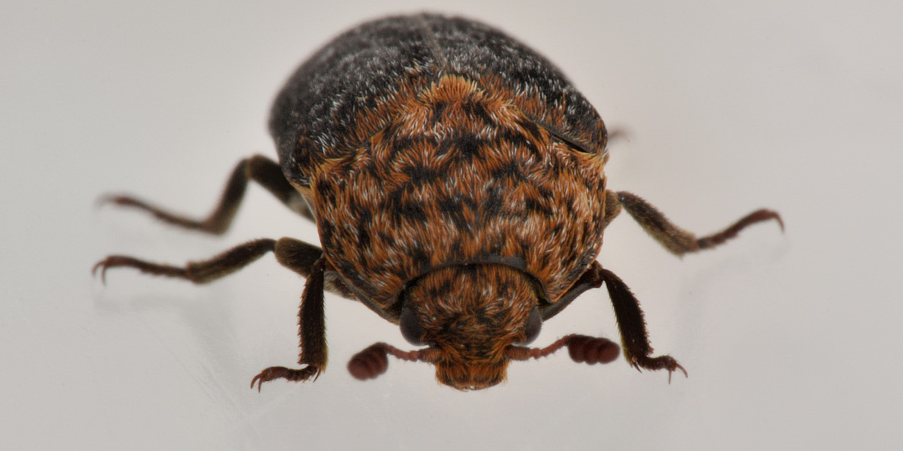 Dermestidae: Dermestes undulatus